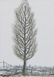 ACEO Art Card - Poplar tree