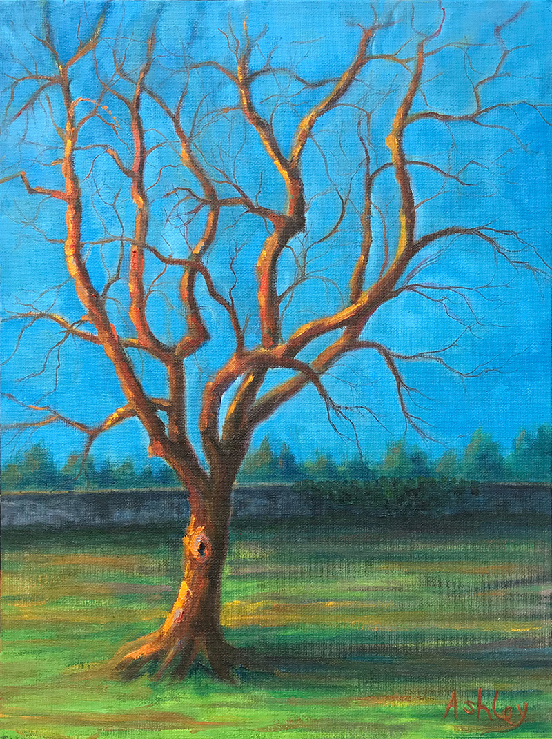Tree Study on canvas board